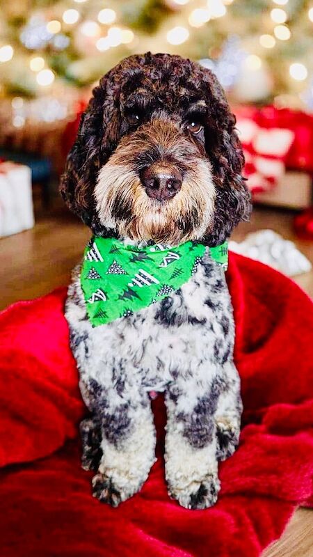 Only 2 girls available F1 show type Cockapoos from health tested parents - Image 12 of 15