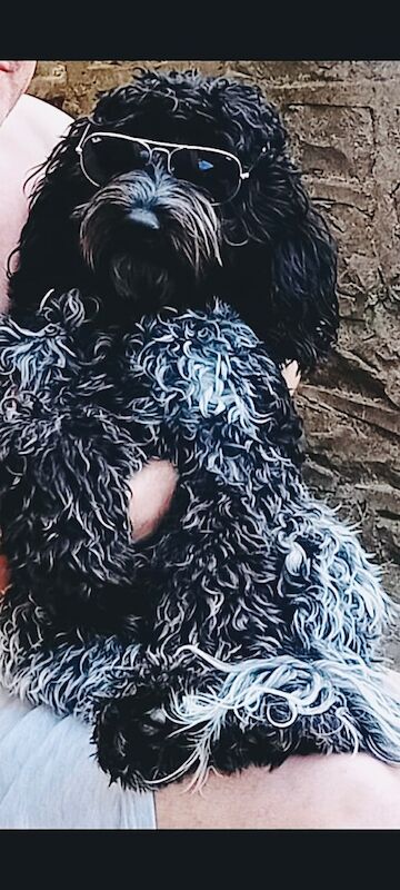 Only 2 girls available F1 show type Cockapoos from health tested parents - Image 13 of 15