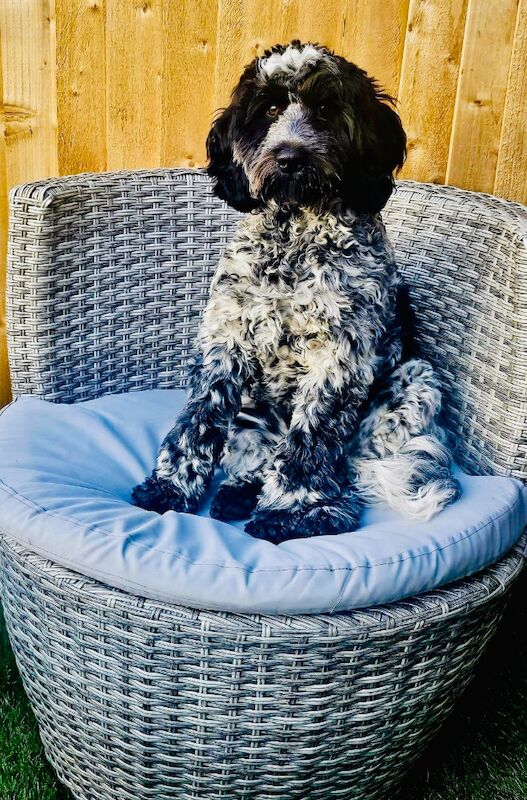 Only 2 girls available F1 show type Cockapoos from health tested parents - Image 14 of 15