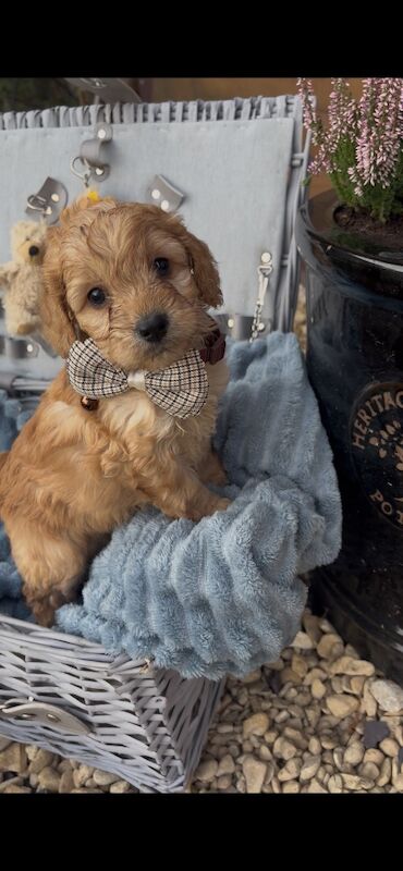 Only 3 left beautiful miniature cockapoo looking for there forever home