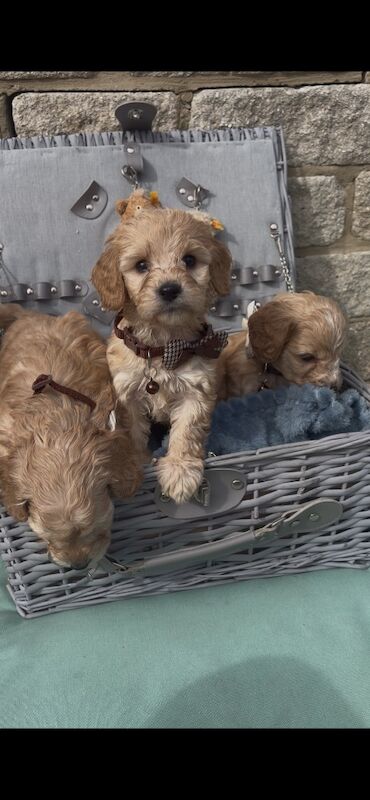 Only 2 left beautiful miniature cockapoo looking for there forever home