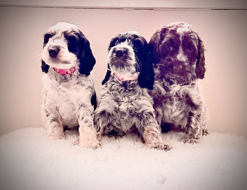 Only 3 pups left F1 show type Cockapoos from health tested parents