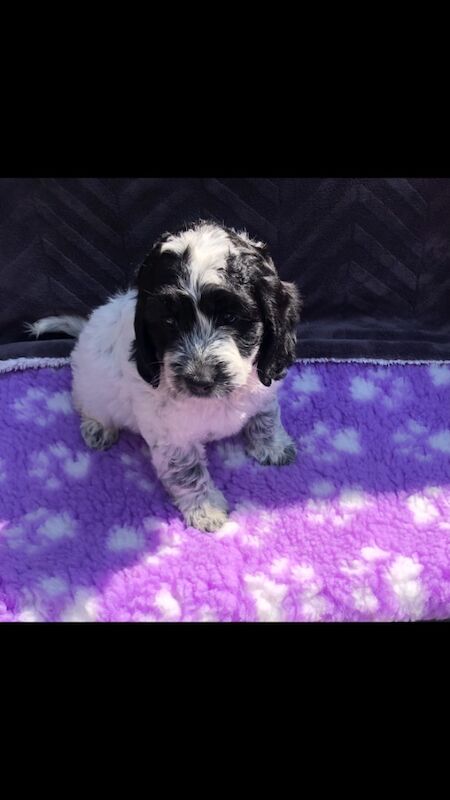 Original cockapoo puppies f1 for sale in Lowestoft Suffolk | Image 1