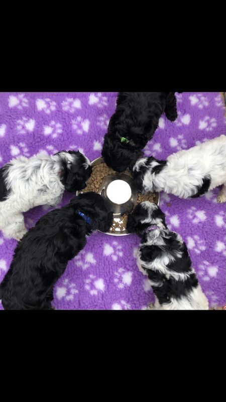 Original cockapoo puppies f1 for sale in Lowestoft Suffolk | Image 2