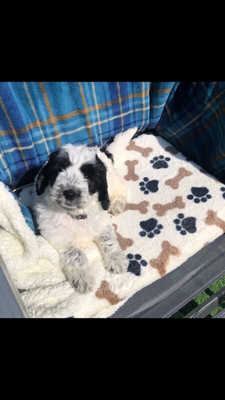 Original cockapoo puppies f1 for sale in Lowestoft Suffolk | Image 3