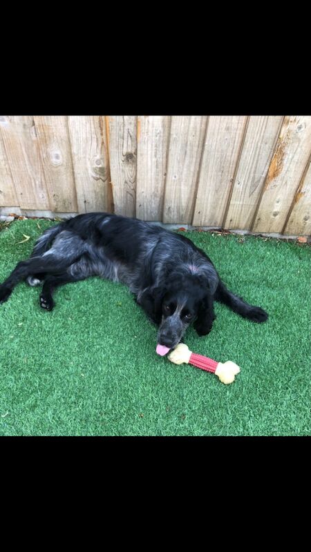 Original cockapoo puppies f1 for sale in Lowestoft Suffolk | Image 4