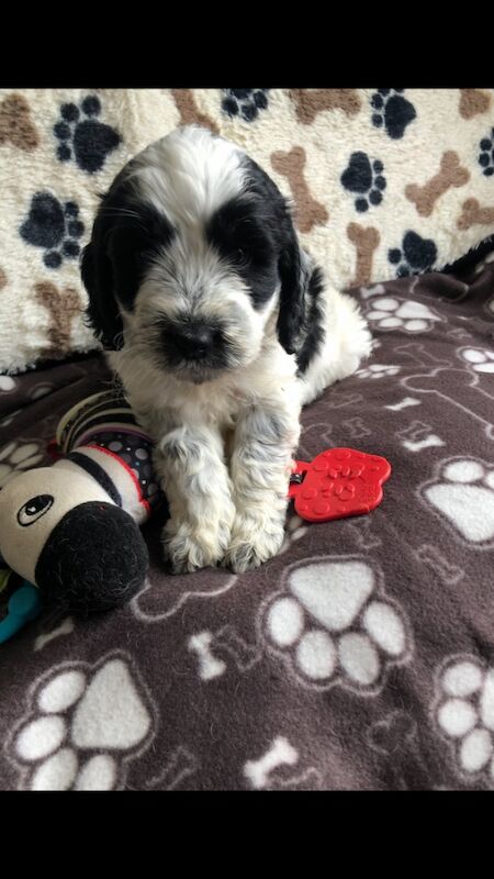 Original cockapoo puppies f1 for sale in Lowestoft Suffolk | Image 3