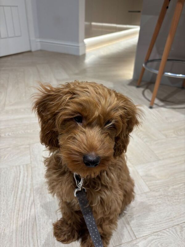 Cockapoo puppies for sale in Dollar, Clackmannan – 3 months old