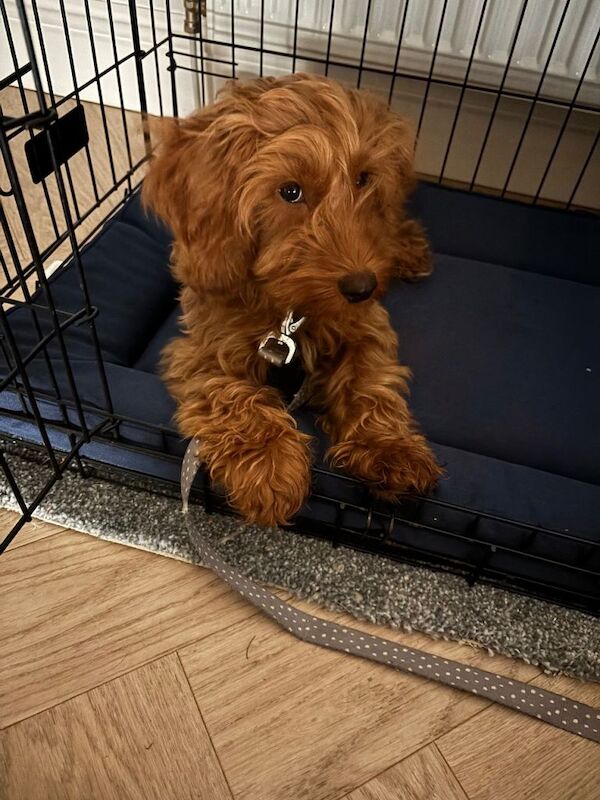 Cockapoo puppies for sale in Dollar, Clackmannan – 3 months old - Image 2 of 5