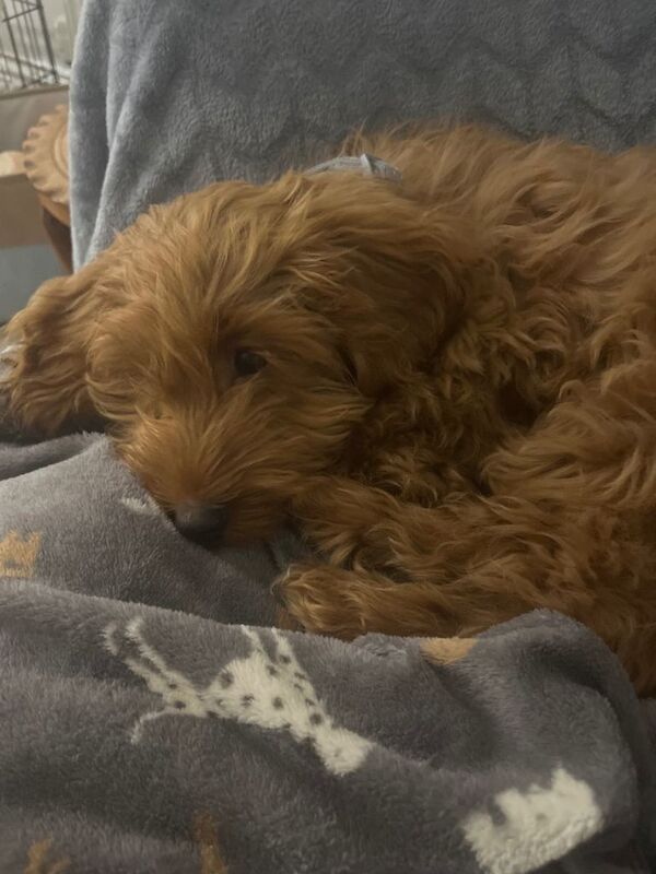 Cockapoo puppies for sale in Dollar, Clackmannan – 3 months old - Image 4 of 5