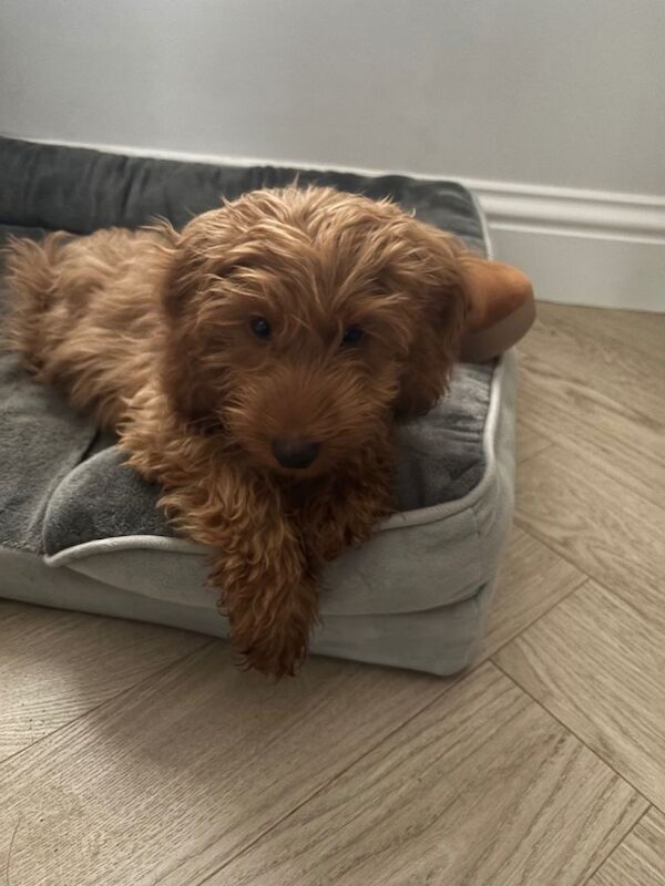 Cockapoo puppies for sale in Dollar, Clackmannan – 3 months old - Image 5 of 5