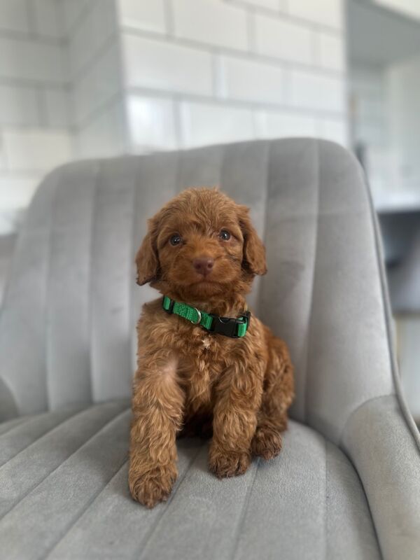 Cockapoo puppies for sale in Ashford kent – 5 weeks old