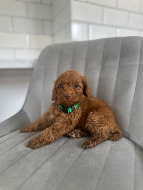 Cockapoo puppies for sale in Ashford kent – 5 weeks old - Image 2 of 15