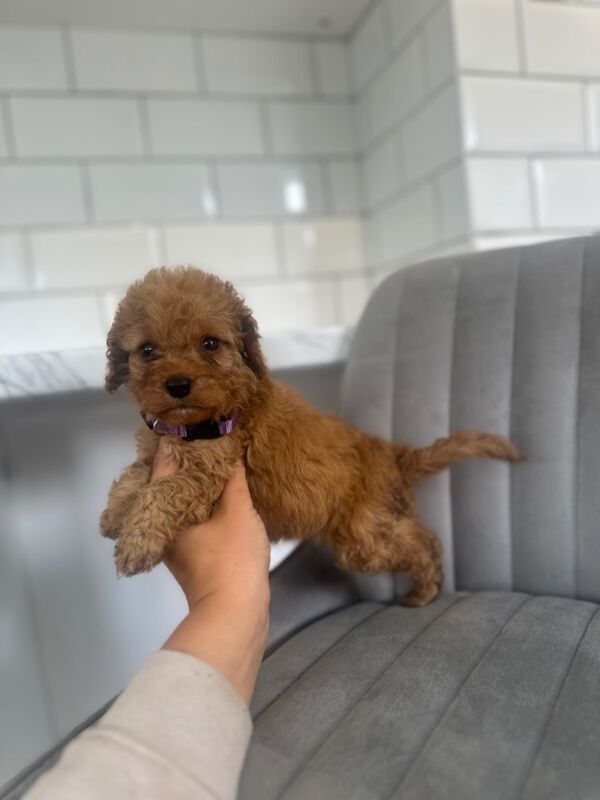 Cockapoo puppies for sale in Ashford kent – 5 weeks old - Image 3 of 15