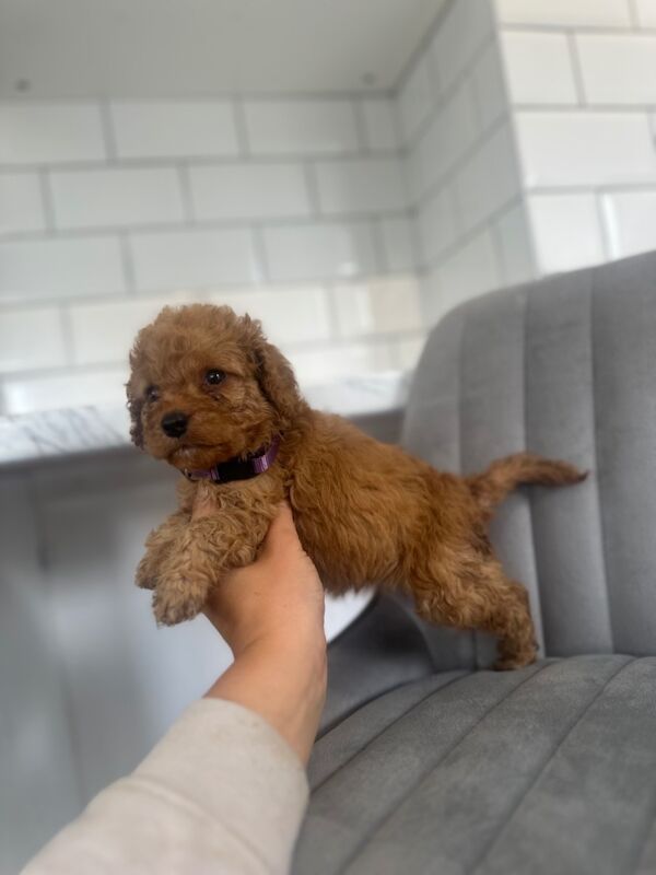 Cockapoo puppies for sale in Ashford kent – 5 weeks old - Image 4 of 15