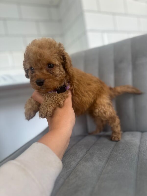 Cockapoo puppies for sale in Ashford kent – 5 weeks old - Image 5 of 15