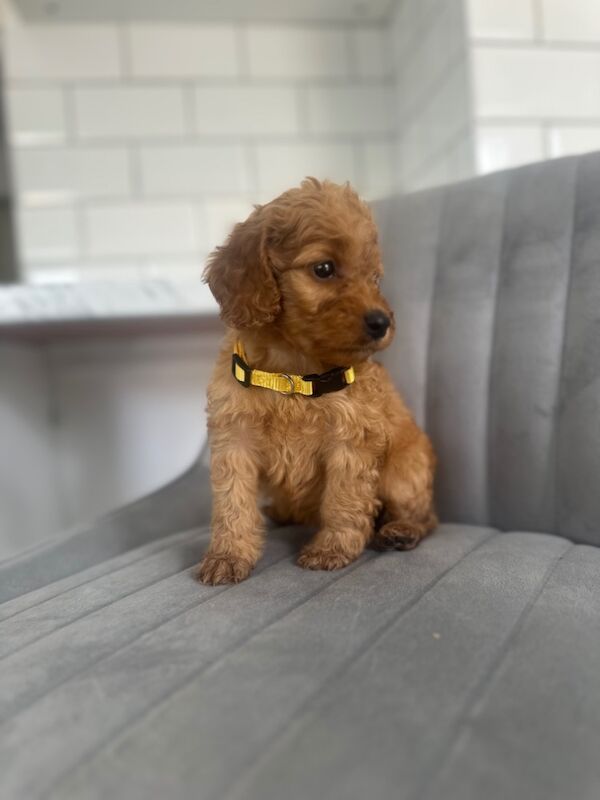 Cockapoo puppies for sale in Ashford kent – 5 weeks old - Image 6 of 15