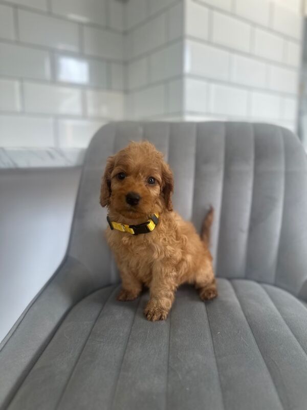 Cockapoo puppies for sale in Ashford kent – 5 weeks old - Image 7 of 15