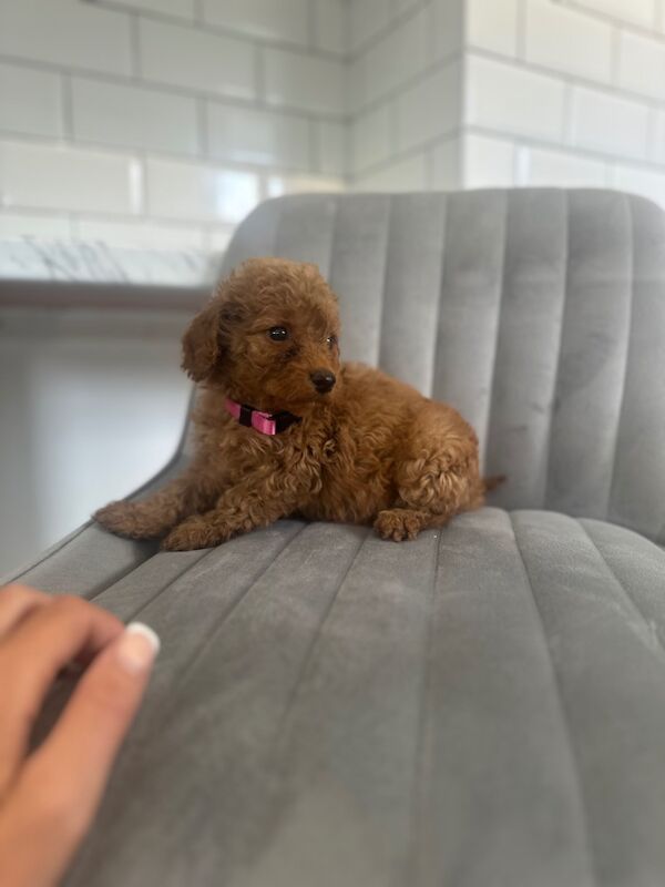 Cockapoo puppies for sale in Ashford kent – 5 weeks old - Image 8 of 15