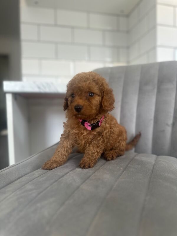 Cockapoo puppies for sale in Ashford kent – 5 weeks old - Image 9 of 15