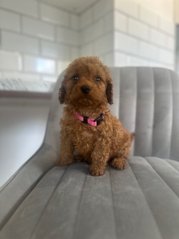 Cockapoo puppies for sale in Ashford kent – 5 weeks old - Image 10 of 15