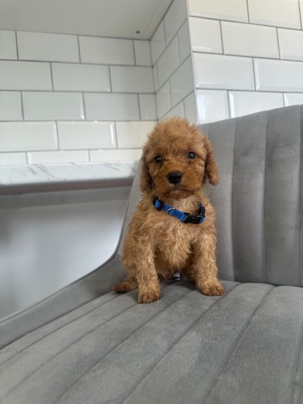 Cockapoo puppies for sale in Ashford kent – 5 weeks old - Image 11 of 15