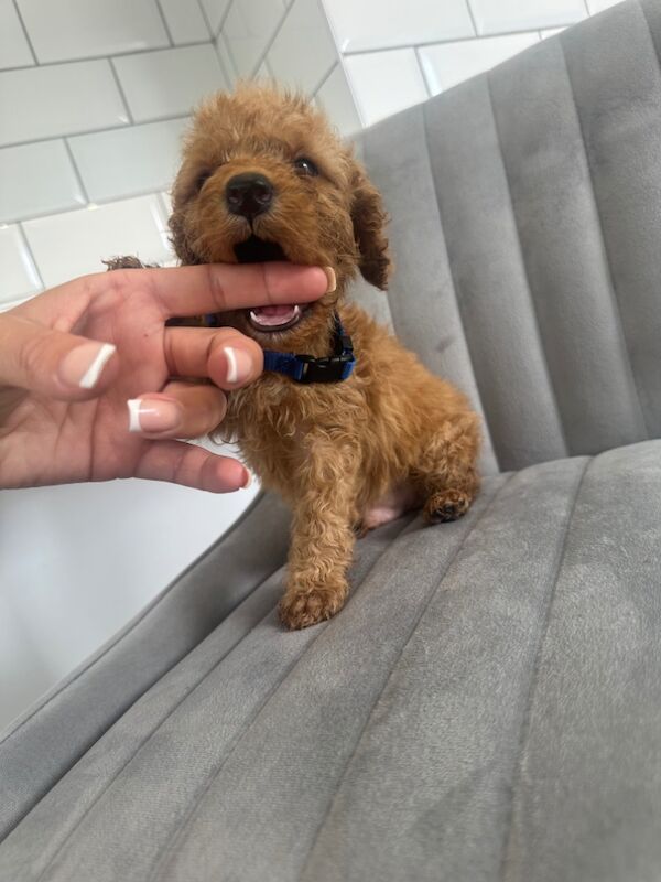 Cockapoo puppies for sale in Ashford kent – 5 weeks old - Image 12 of 15