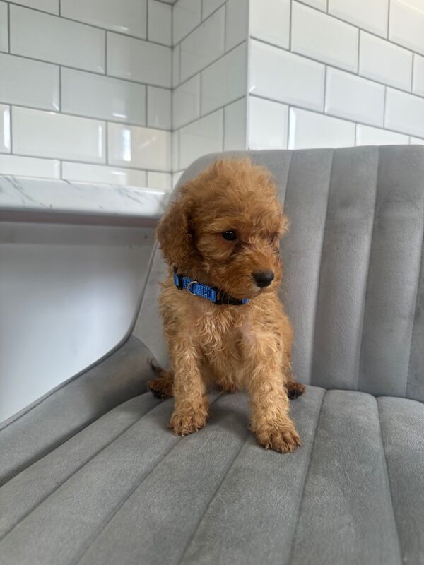 Cockapoo puppies for sale in Ashford kent – 5 weeks old - Image 13 of 15
