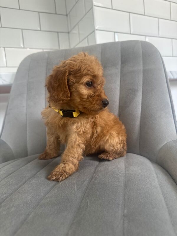 Cockapoo puppies for sale in Ashford kent – 5 weeks old - Image 14 of 15