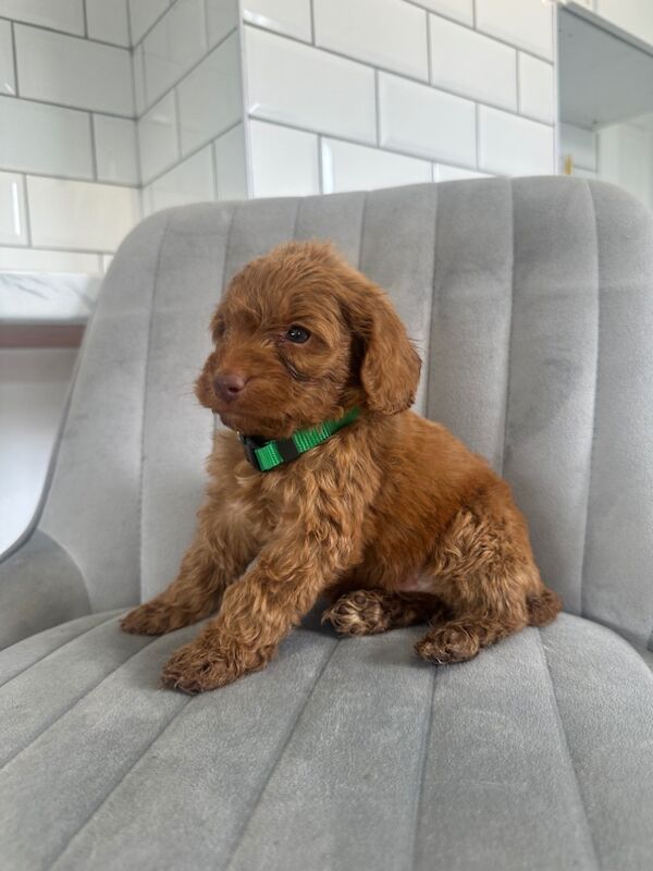 Cockapoo puppies for sale in Ashford kent – 5 weeks old - Image 15 of 15