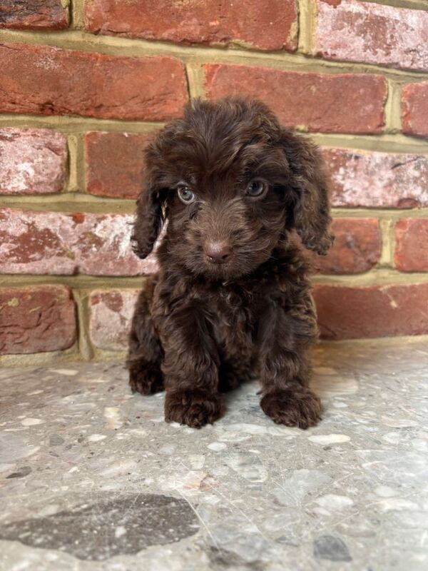 Cockapoo Puppies For Sale