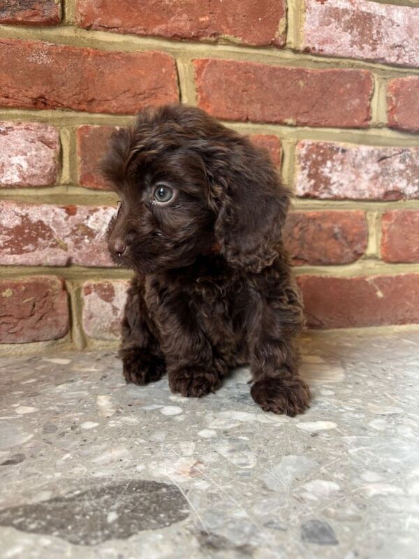 Outstanding cockapoo puppies - Image 2 of 6