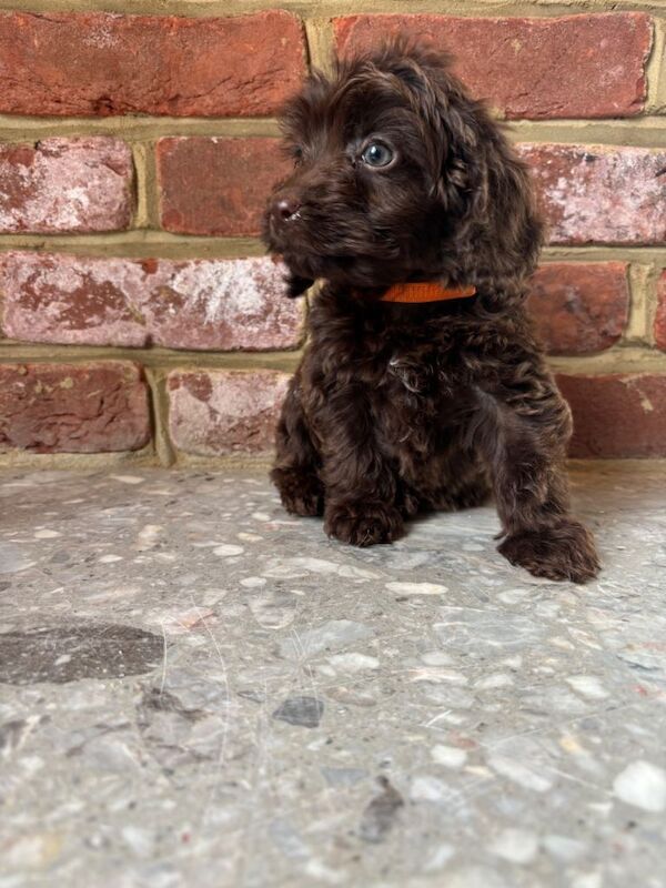 Outstanding cockapoo puppies - Image 3 of 6