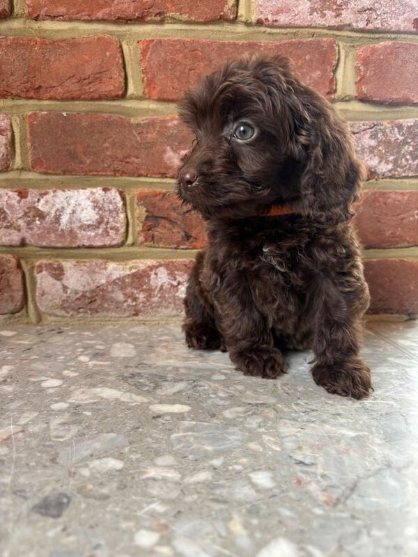 Outstanding cockapoo puppies - Image 4 of 6