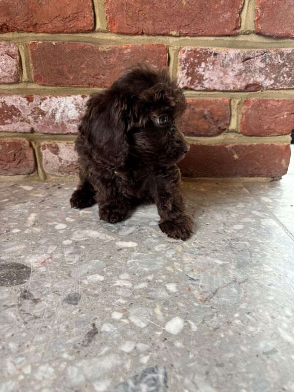 Outstanding cockapoo puppies - Image 5 of 6