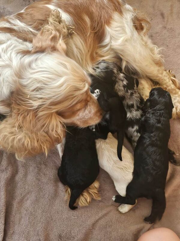 Outstanding cockerpoo puppies