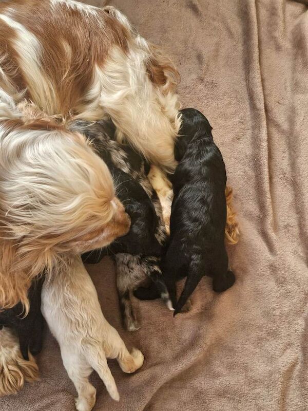Outstanding cockerpoo puppies - Image 2 of 5