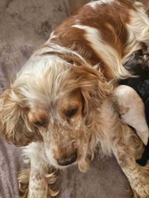 Outstanding cockerpoo puppies - Image 3 of 5