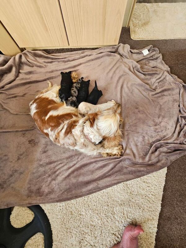 Outstanding cockerpoo puppies - Image 4 of 5