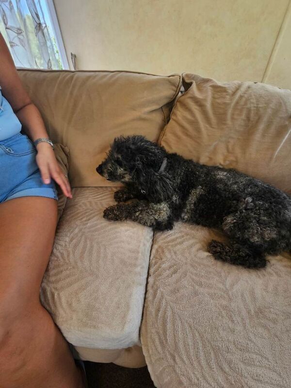 Outstanding cockerpoo puppies - Image 5 of 5