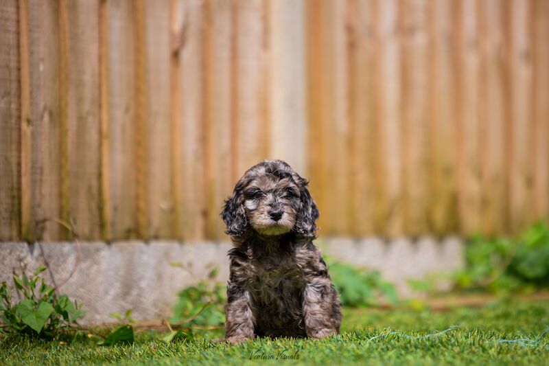 Outstanding Cockerpoo puppy's available for sale in Stevenage, Hertfordshire