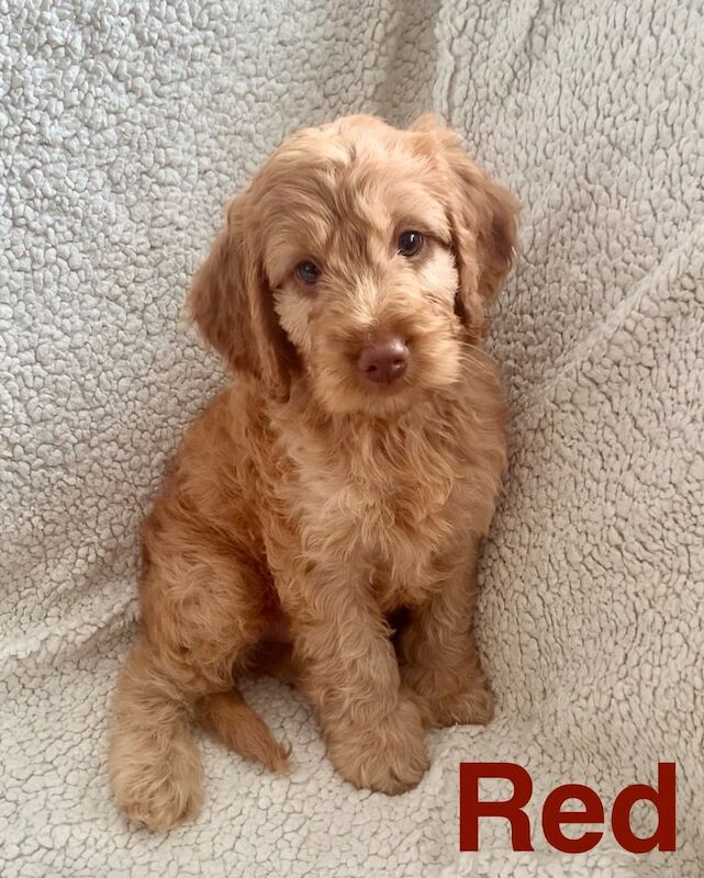 Cockapoo puppies for sale in Petersfield, Hampshire – KC registered, 7 weeks old