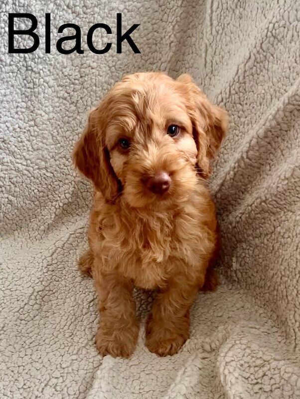Cockapoo puppies for sale in Petersfield, Hampshire – KC registered, 7 weeks old - Image 2 of 3