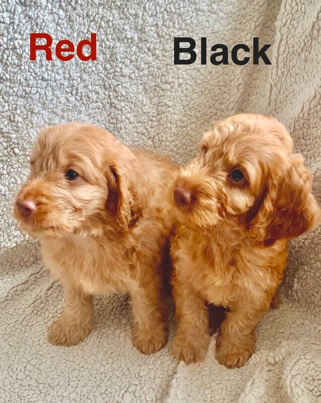 Cockapoo puppies for sale in Petersfield, Hampshire – KC registered, 7 weeks old - Image 3 of 3