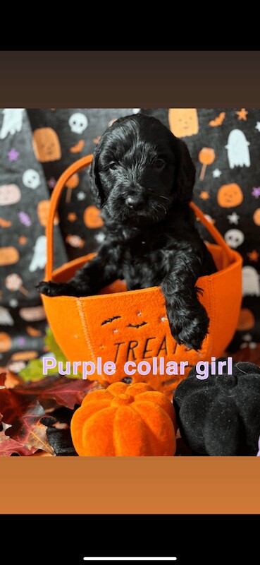 Cockapoo puppies for sale in Rothwell, West Yorkshire – 6 weeks old - Image 2 of 4
