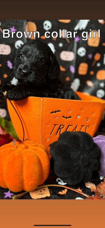 Cockapoo puppies for sale in Rothwell, West Yorkshire – 6 weeks old - Image 3 of 4