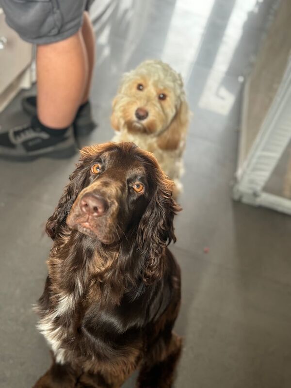 Cockapoo puppies for sale in Rothwell, West Yorkshire – 6 weeks old - Image 4 of 4