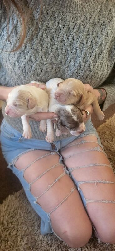 Cockapoo puppies for sale in Evesham, Worcestershire – KC registered, 1 week old - Image 2 of 3