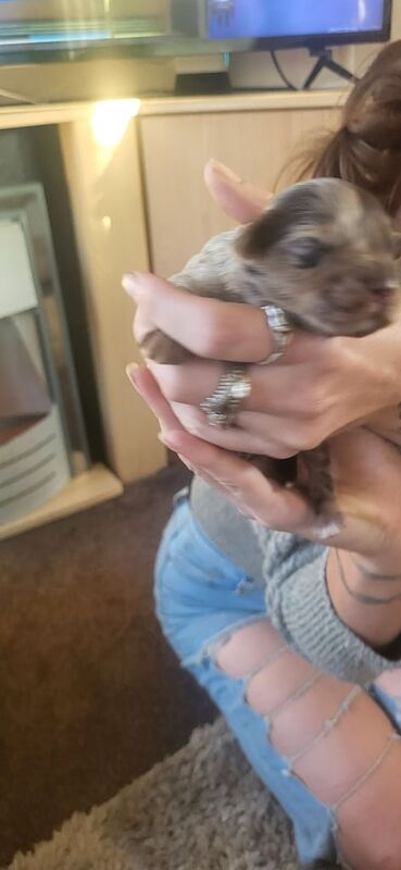 Cockapoo puppies for sale in Evesham, Worcestershire – KC registered, 1 week old - Image 3 of 3
