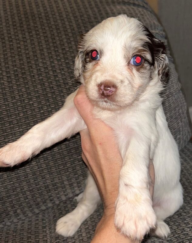 Cockapoo puppies for sale in Leigh, Greater Manchester – 5 weeks old